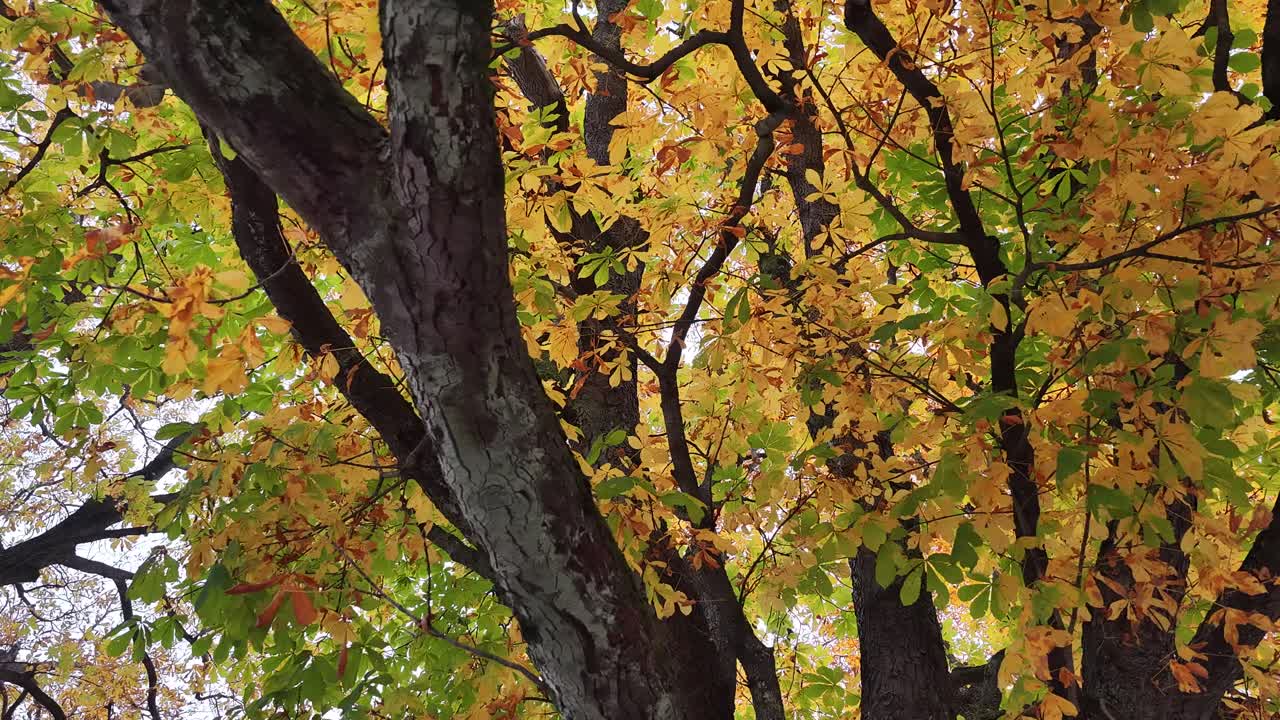 Autumn chestnut leaves above Walensee Switzerland