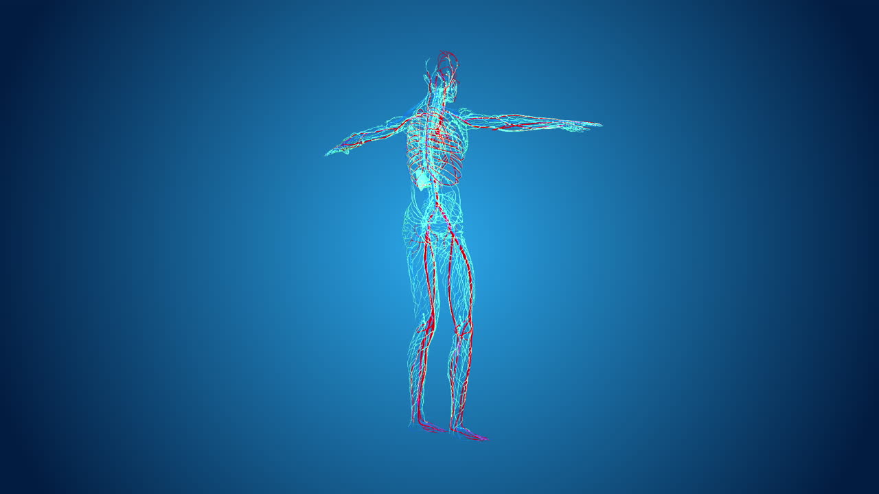 Human Body Anatomy with Circulatory and Skeletal Systems