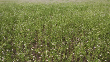 campo verde a la luz del día