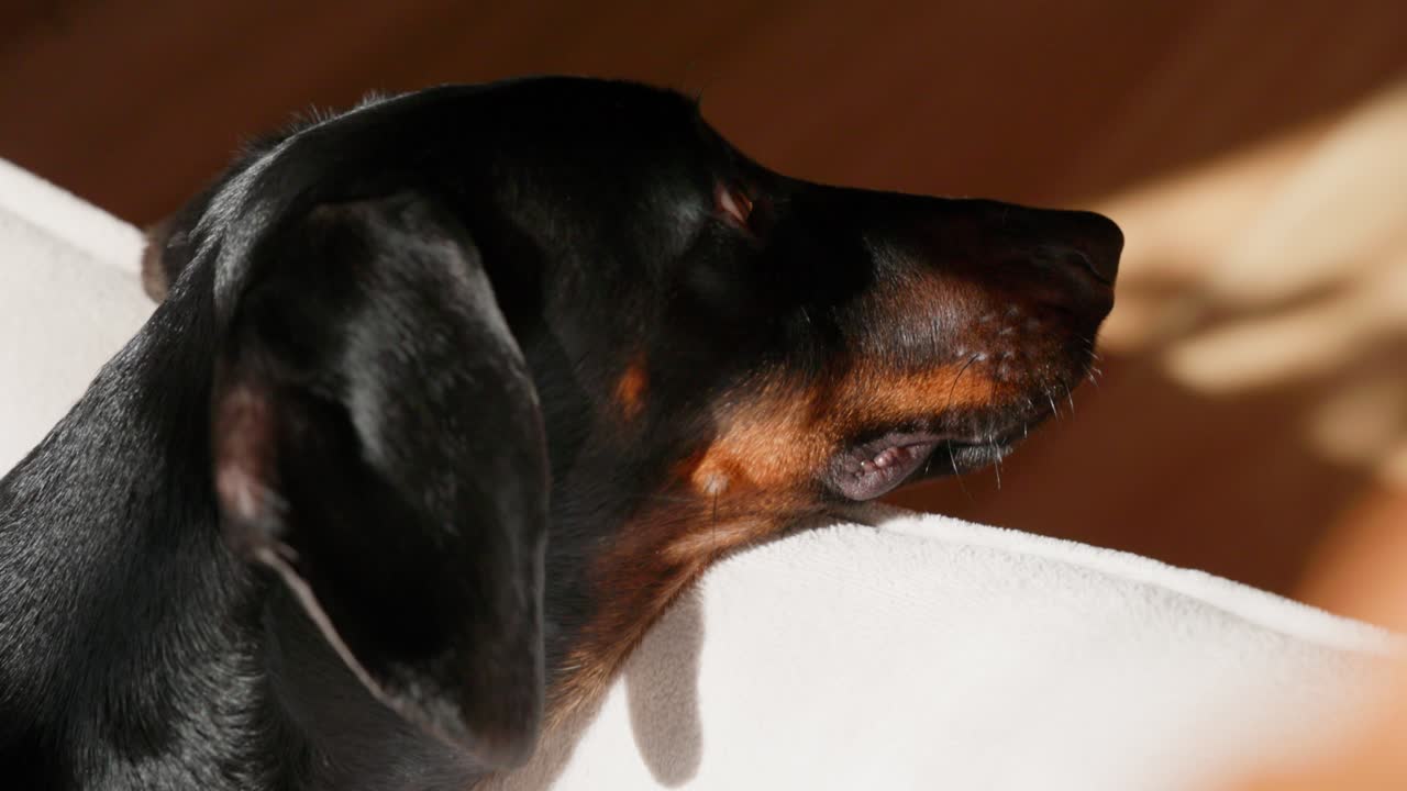 Black and tan dachshund lifts his nose, sniffing the air with curiosity as he catches a scent inside the home.