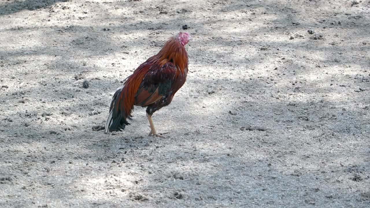 Rooster on the ground