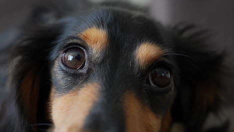 long haired dachshund dog lying on a grey sofa opens it's eyes after a nap