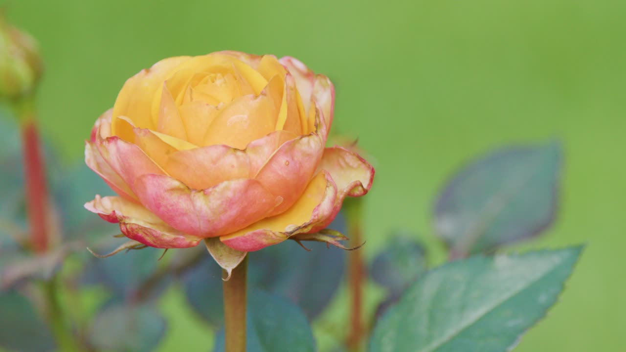 Yellow-pink rose sways gently in garden, soft daylight, shallow depth of field, macro shot