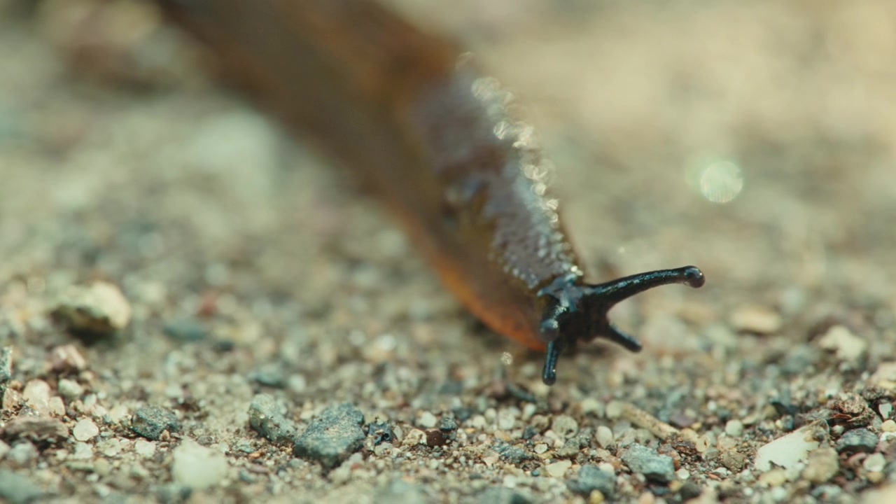 Primo piano macro di una lumaca spagnola (Arion vulgaris) che striscia verso la telecamera su terreno sabbioso a Remscheid, Renania Settentrionale-Vestfalia, Germania. Luce naturale, testa e tentacoli dettagliati