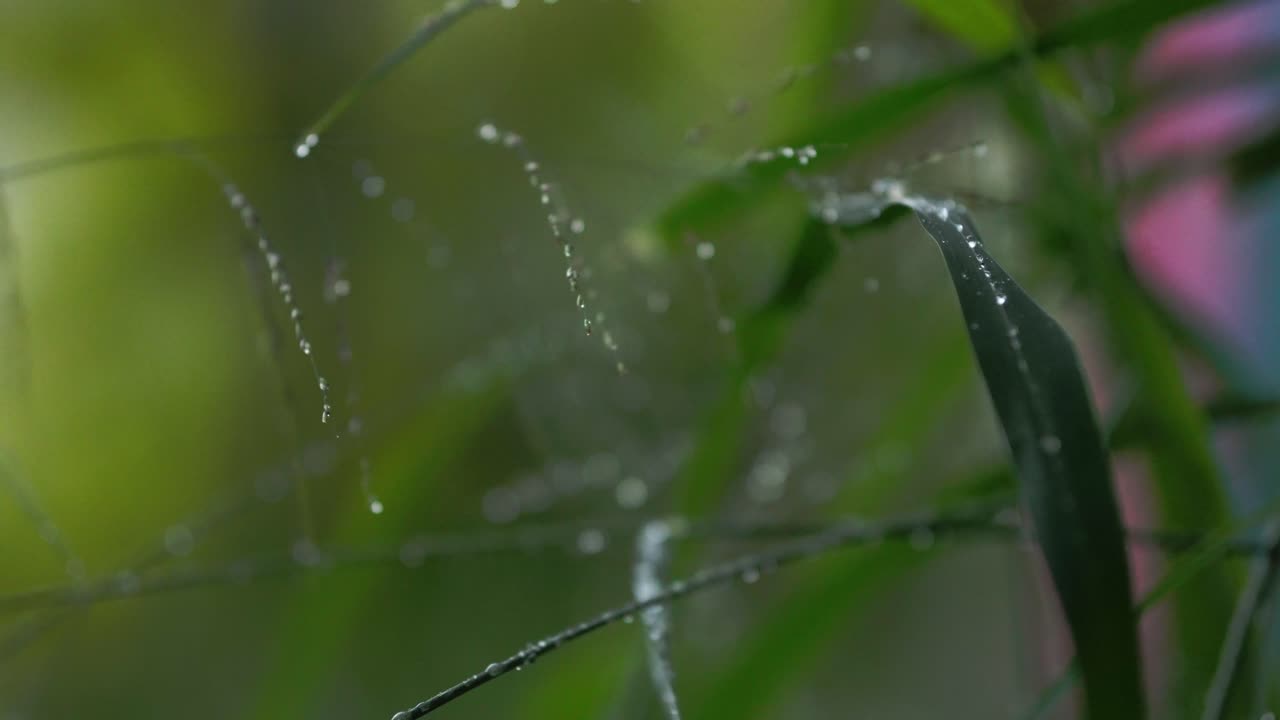 Macro shot of green leaves and grass with visible raindrops and blurred background. Static shot.