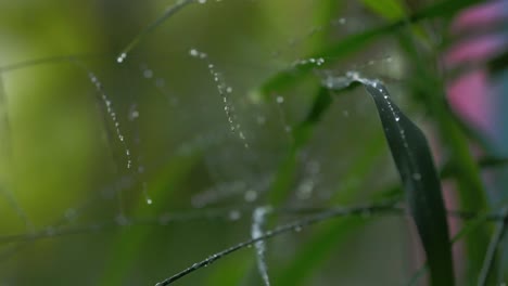 macro shot of green leaves and grass with visible raindrops and blurred background. static shot.
