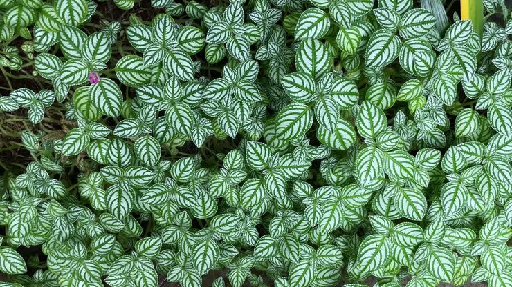 Flatlay di splendida texture e motivo di Fittonia, sfondo di foglie bianche e verdi, Sfondo