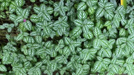 flatlay of beautiful texture and pattern of nerve plant, white and green leaf background, wallpaper