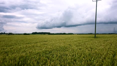 low flying fast drone over a farmers crop and field in rural countryside