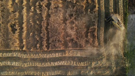 campo de trigo, una cosechadora cosechando trigo en un campo durante el verano, vista de un campo agrícola en pakistán