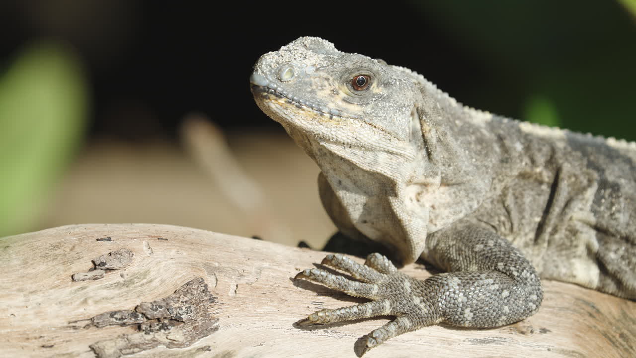 Iguana Close Up on Tree