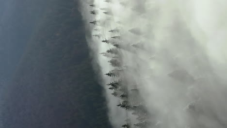 thick fog blows through trees of dense mountain forest