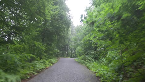 the road between the trees in the forest.