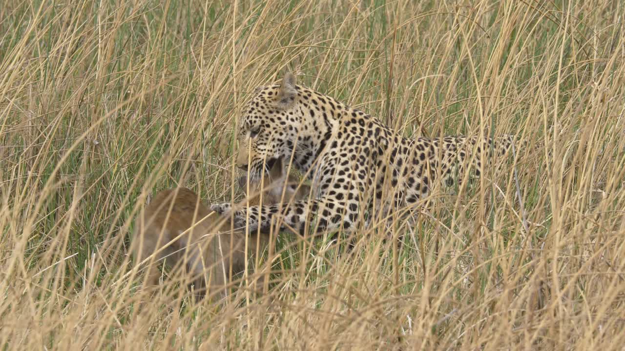 el depredador está jugando con la presa, el bebé lechwe atrapado por un leopardo en la sabana