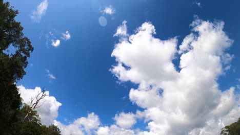 timelapse in the jungle sky