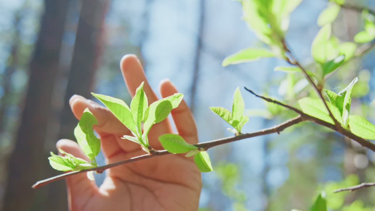 Hand reaching for new spring leaves in the forest