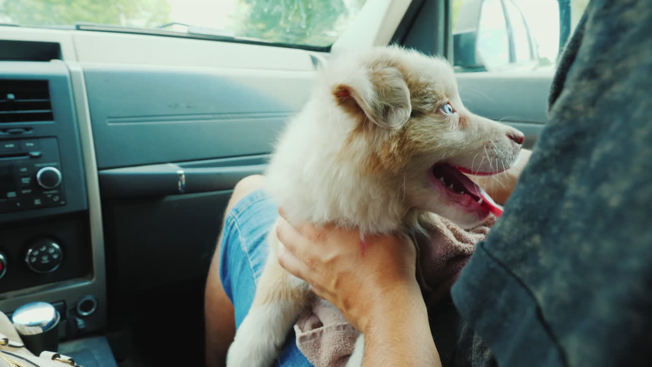 un hombre con un cachorro en los brazos viaja en un coche