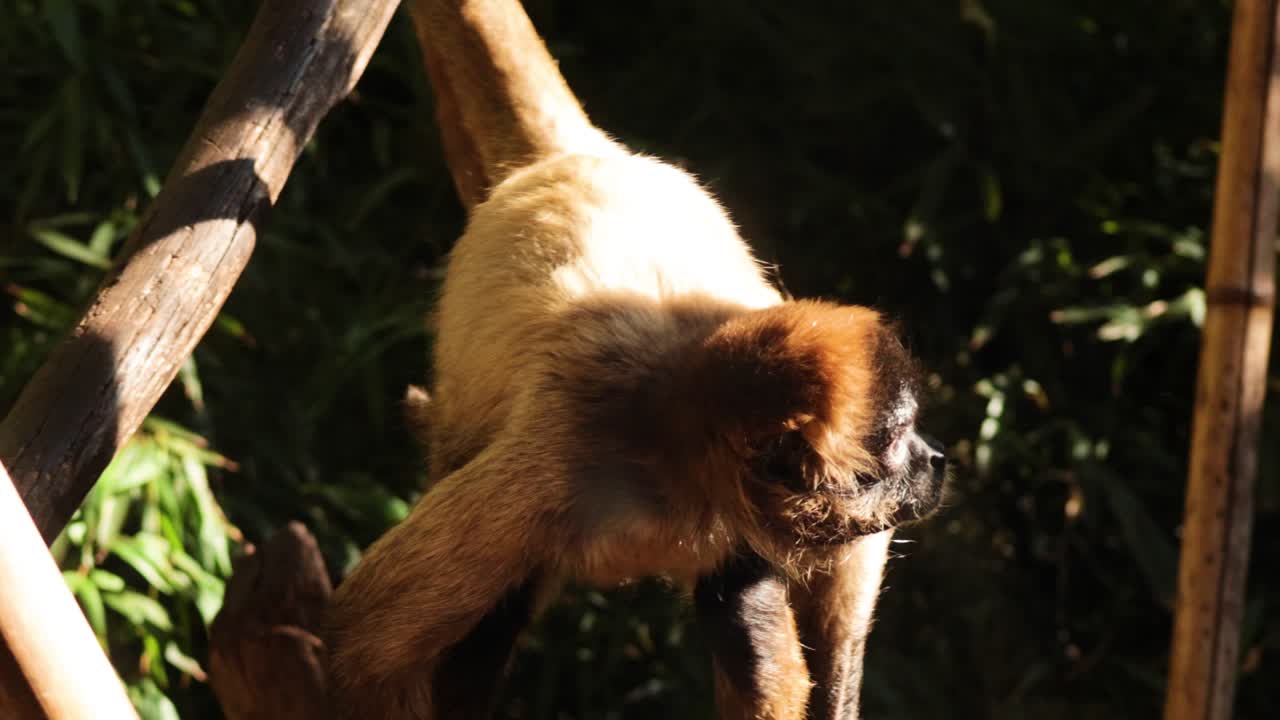 mono explorando y descansando en el recinto del zoológico