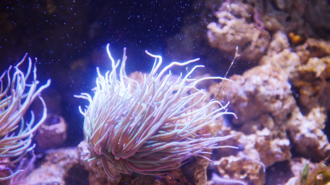 Peces tropicales en acuario