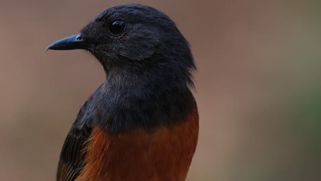 mirando hacia la izquierda mientras la cámara se aleja y se desliza hacia la izquierda, shama copsychus malabaricus, tailandia