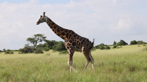 a large giraffe walking across the grasslands in africa under the midday sun