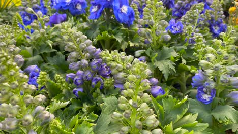 las flores púrpuras delphinium florecen en racimos creando un ramo natural y fragante