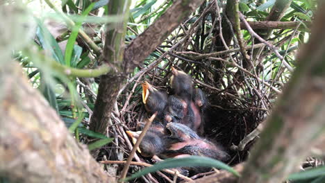 mamá alimentando pollitos en el nido