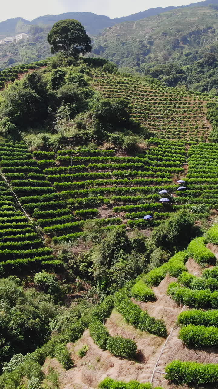 Tea Plantation on a Mountainside