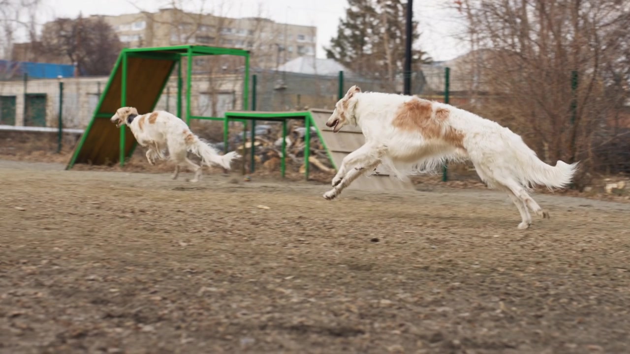 Perros blancos con manchas marrones corren juntos en un área cercada al aire libre, sorteando obstáculos de agilidad como rampas verdes y estructuras de madera. La escena presenta suelo de tierra, árboles sin hojas a lo lejos
