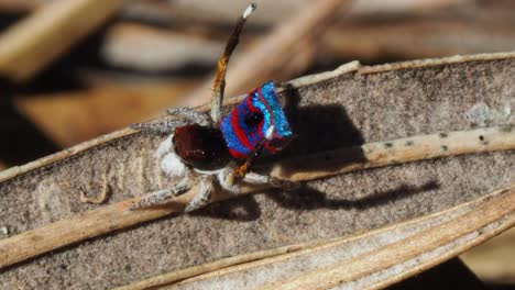 Male-peacock-spider-deflates-after-unsuccessful-display