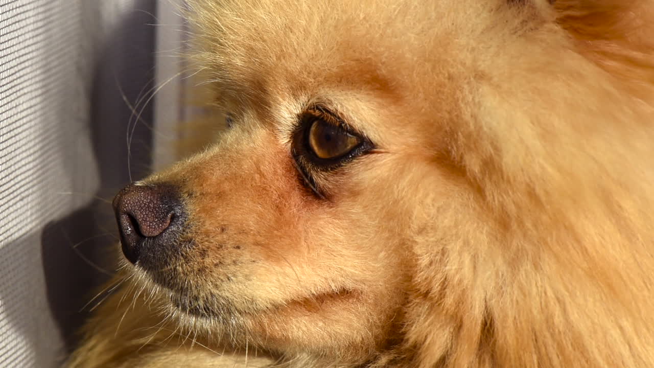 Small pomeranian spitz blinking and looking in the window. Close up shot at sunlight
