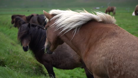 caballo islandés en la naturaleza escénica de islandia.