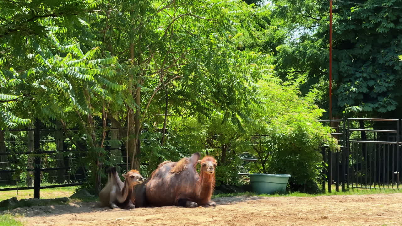 Camels resting under trees in the park. Two camels relax on sand while surrounded by lush greenery in a sunny park during the afternoon