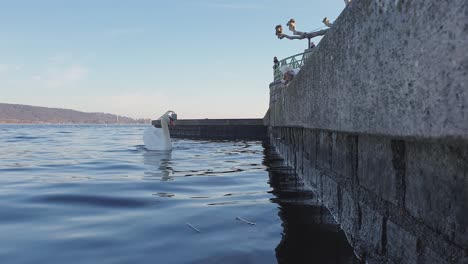 hostile aggressive rampant dog barks at swan from dock edge on lake in italy