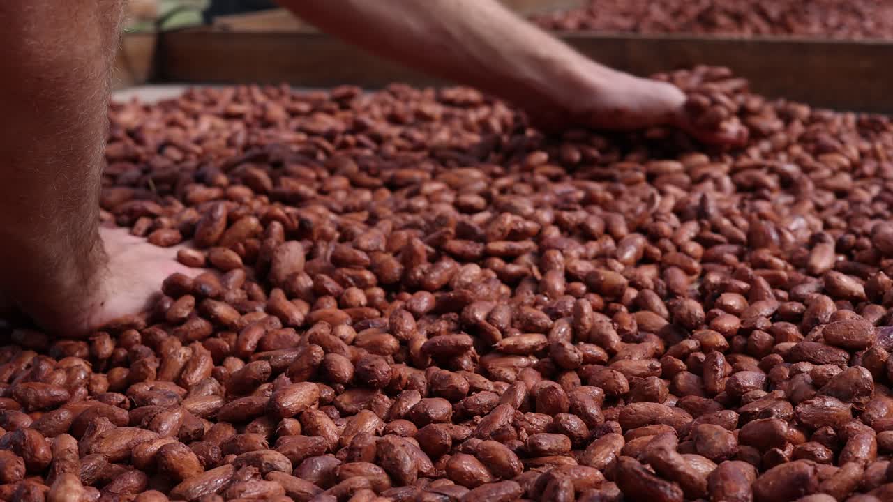 Bare Hands Spreading Fermented Cacao Beans On A Drying Rack