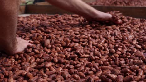 Manos-Desnudas-Esparciendo-Granos-De-Cacao-Fermentados-En-Un-Tendedero