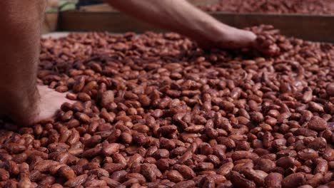 manos desnudas extendiendo granos de cacao fermentados en un estante de secado