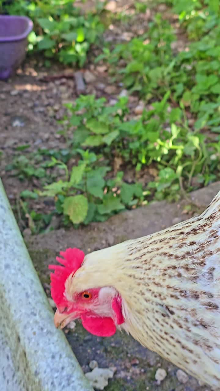 A vertical shot shows a hen rubbing its beak against the ground before moving into the dirt. The scene captures natural farm behavior outdoors
