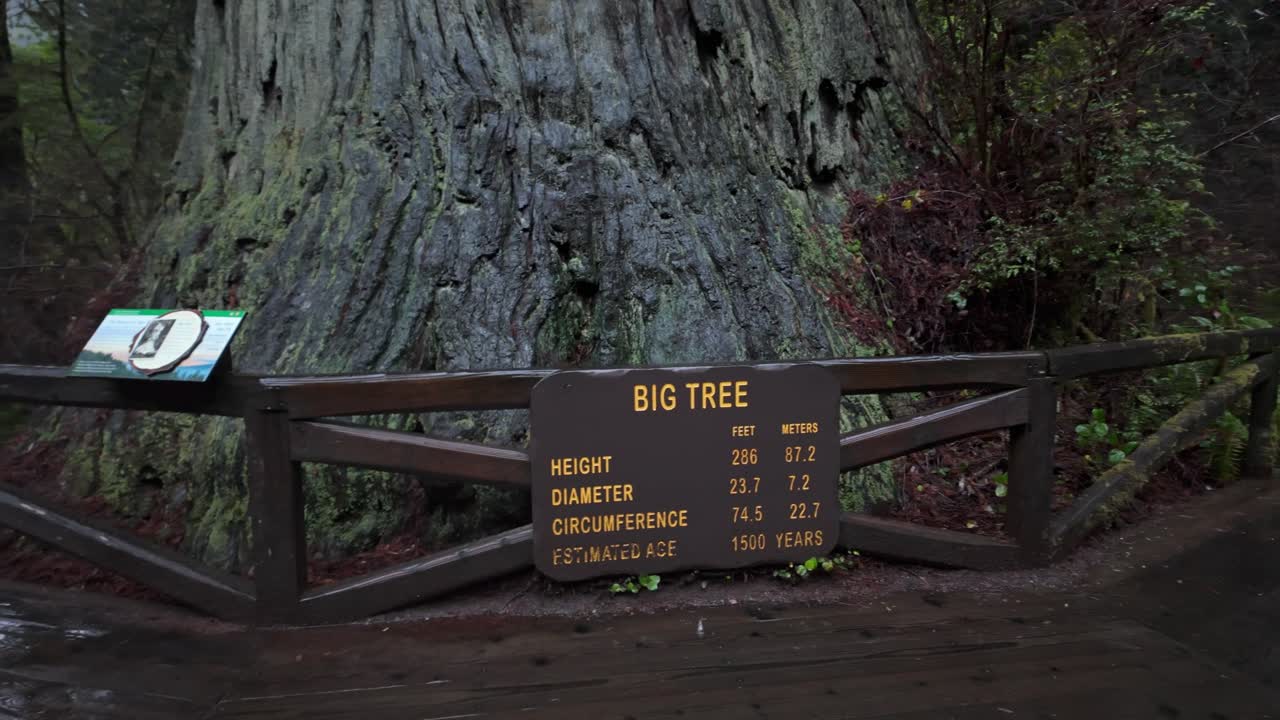 Gimbal close-up panning shot of Big Tree in Prairie Creek Redwoods State Park, California. 4K