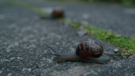 two snails slowly crawling across path in garden, closeup, selective focus