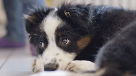 piccolo cucciolo sdraiato sul pavimento