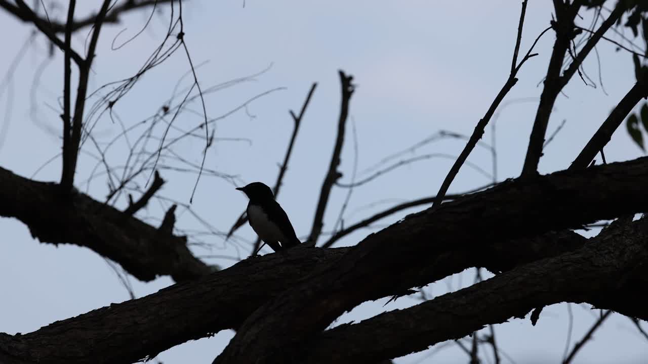 el pájaro se mueve a lo largo de las ramas en un árbol desnudo