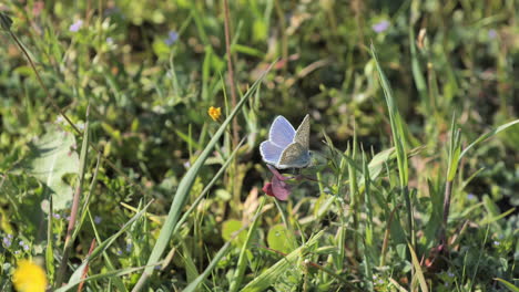 blue butterfly on a flower in a field close up south of france sunny spring day