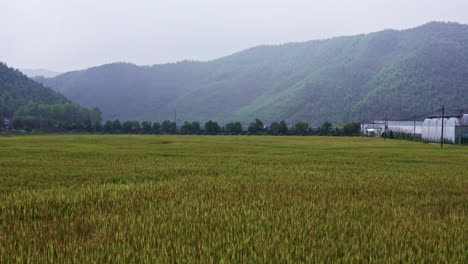 aerial shot flying over rice fields in moganshan, china