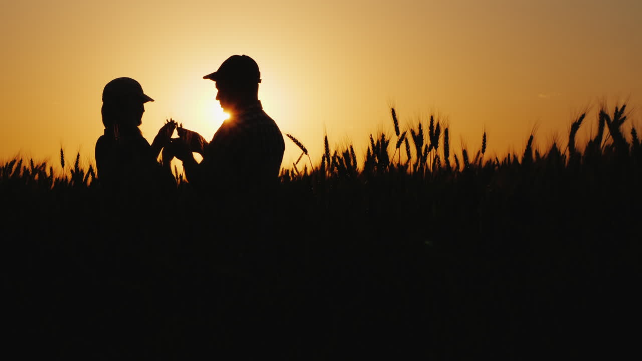 Premium stock video - Silhouettes of two farmers in a wheat field ...