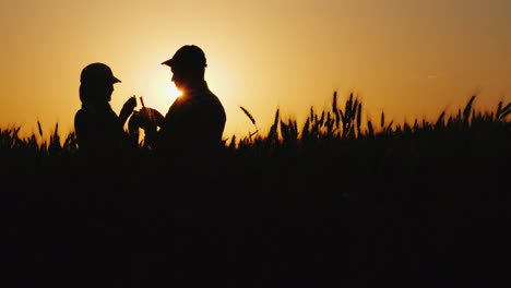 silhouettes of two farmers in a wheat field looking at ears of corn