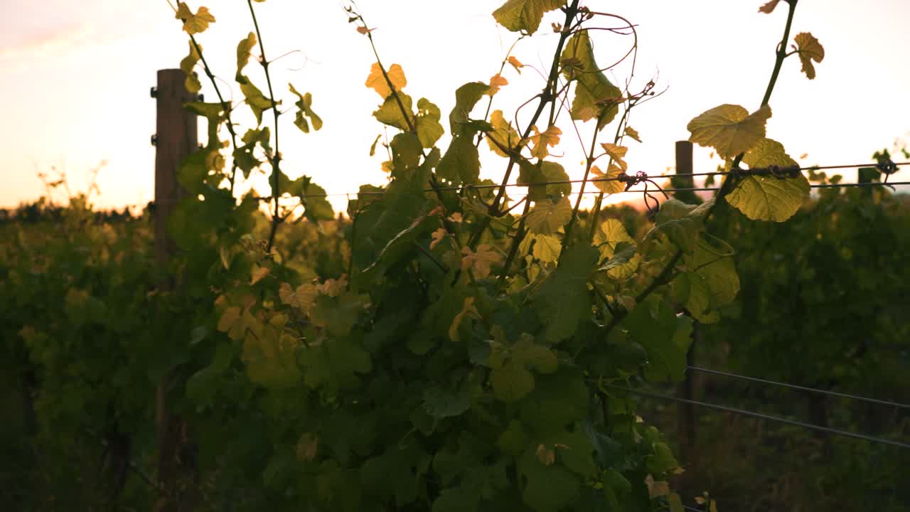 뉴질랜드 와이파라에서 낮 동안 포도원에서 포도나무의 느린 궤도를 도는 샷