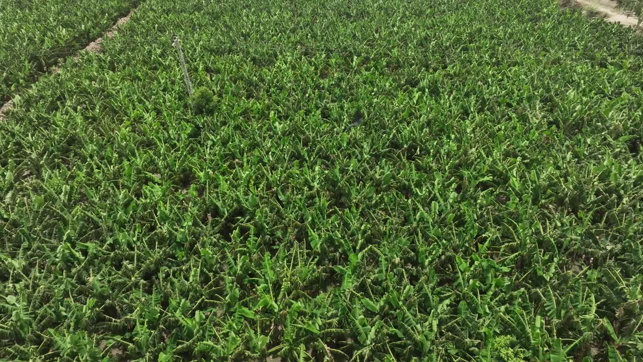 vista aérea de una gran granja de mango verde en mirpur khas sindh en karachi