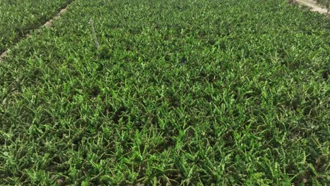 Aerial-View-Of-Large-Green-Mango-Farm-In-Mirpur-Khas-Sindh-In-Karachi