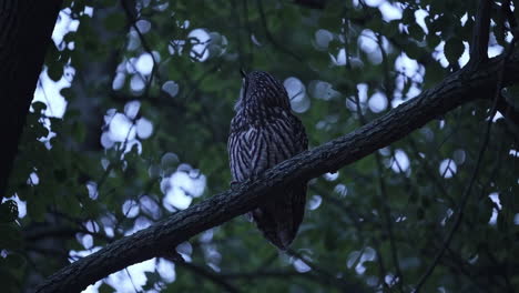owl perched on a tree branch